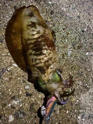 アオリイカの釣果