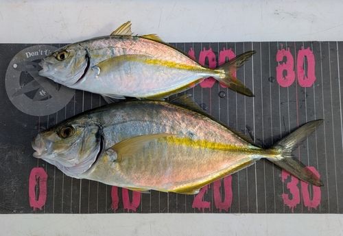 シマアジの釣果
