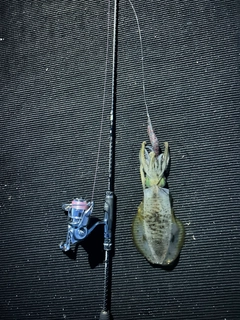 クチブトグレの釣果