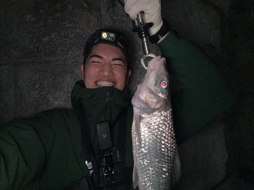 ニゴイの釣果