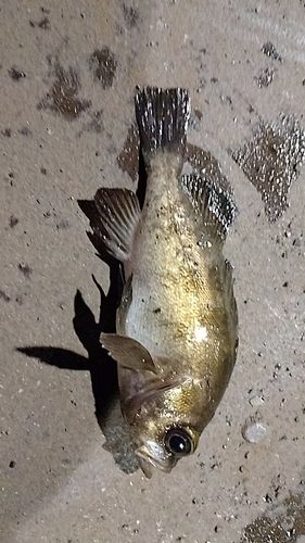 アカメバルの釣果