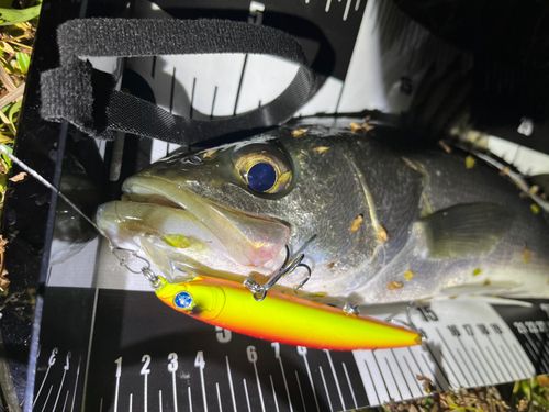 フッコ（マルスズキ）の釣果