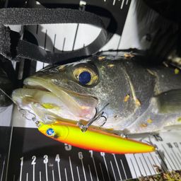 フッコ（マルスズキ）