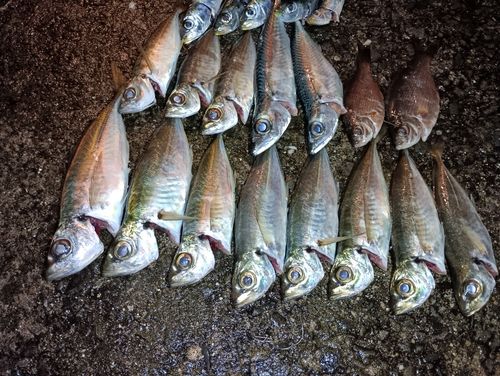 アジの釣果