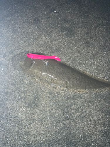 クロウシノシタの釣果