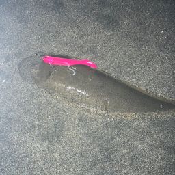 クロウシノシタ