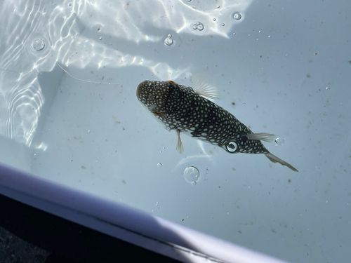 クサフグの釣果