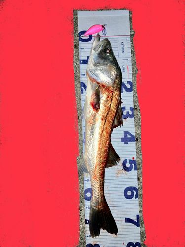 シーバスの釣果