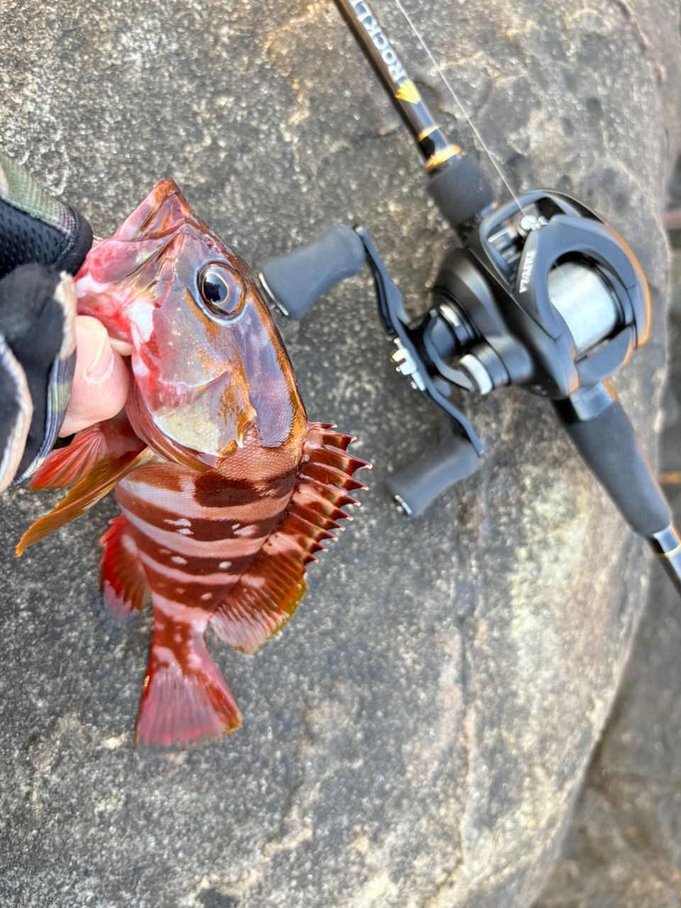 MajorCraft 23ロックライバー 5G RV5-852H/Bの最安値・インプレ・釣果