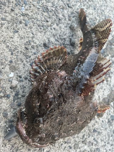 トウベツカジカの釣果