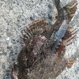 トウベツカジカ