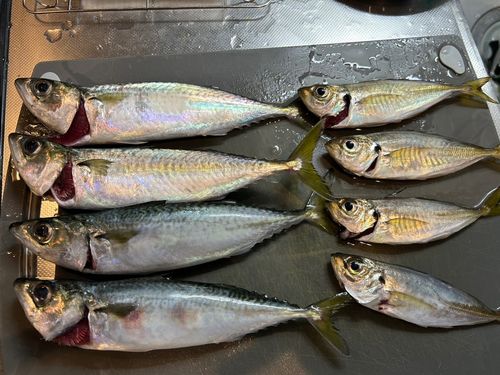 アジの釣果