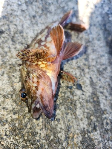 アラカブの釣果