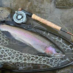 レインボートラウト