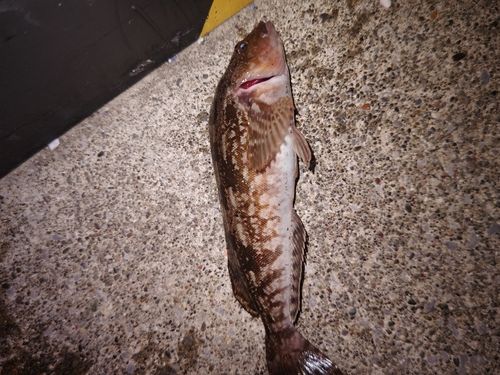 アイナメの釣果