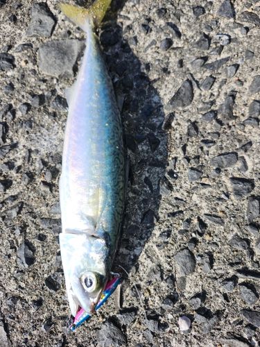 サバの釣果