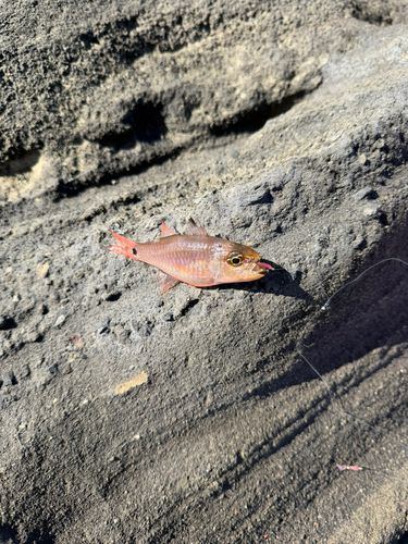 ネンブツダイの釣果