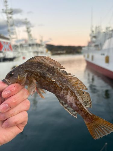 アイナメの釣果