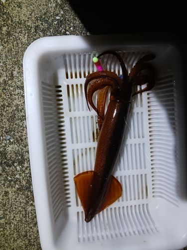 スルメイカの釣果