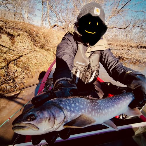 アメマスの釣果