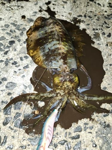 アオリイカの釣果