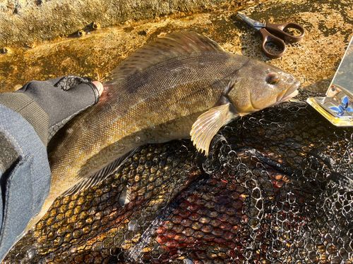 アイナメの釣果