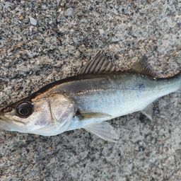 セイゴ（マルスズキ）