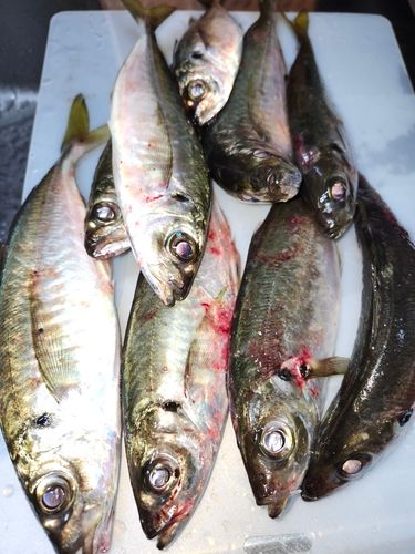 マアジの釣果