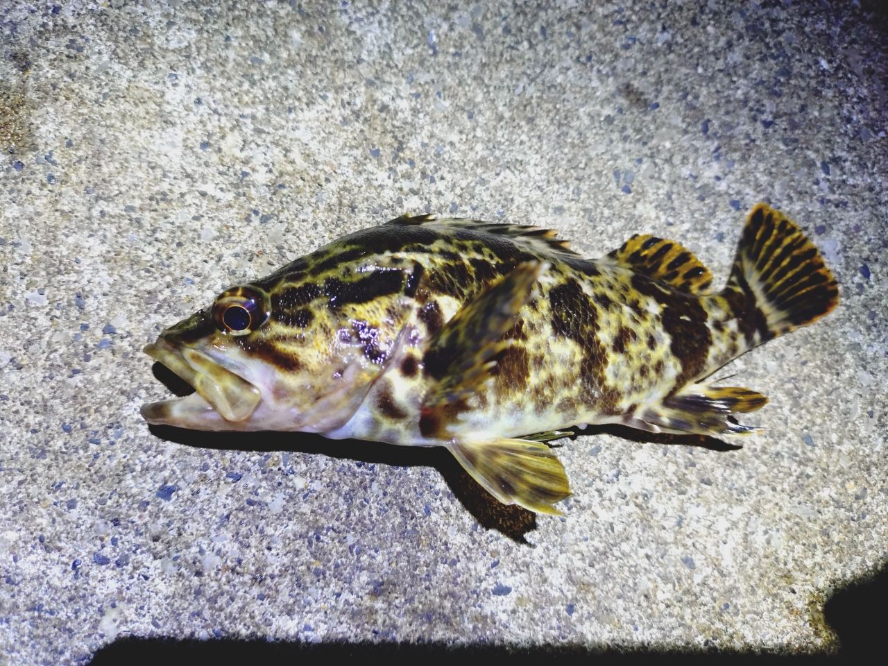 タケノコメバル