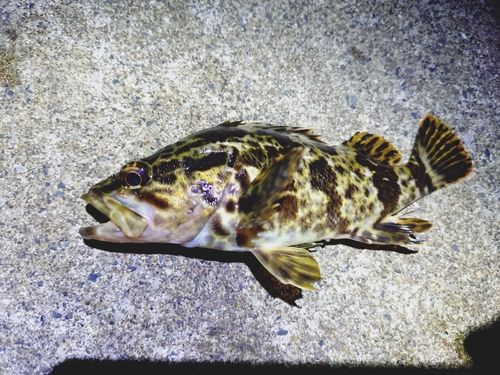 タケノコメバルの釣果