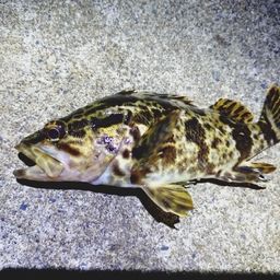 タケノコメバル