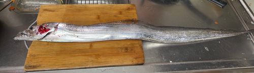 タチウオの釣果