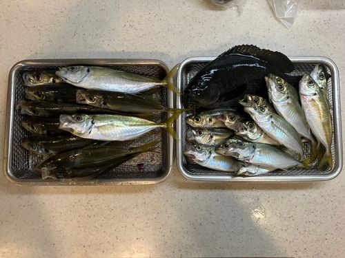 アジの釣果