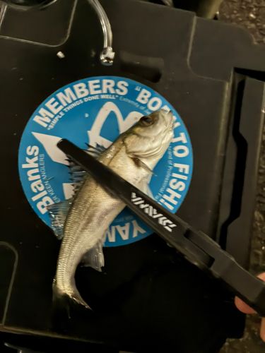 セイゴ（マルスズキ）の釣果