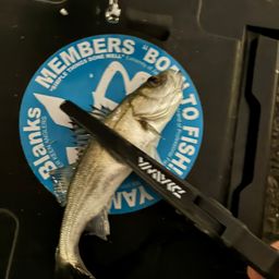 セイゴ（マルスズキ）