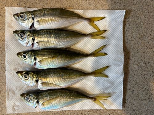 マアジの釣果
