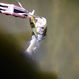 セイゴ（マルスズキ）