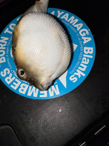 フグの釣果
