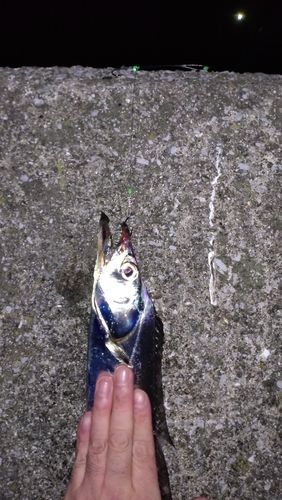 タチウオの釣果