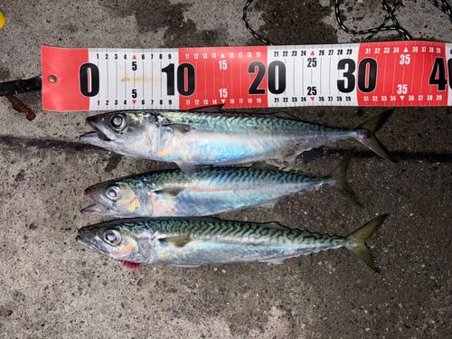 サバの釣果