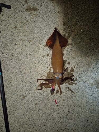 スルメイカの釣果
