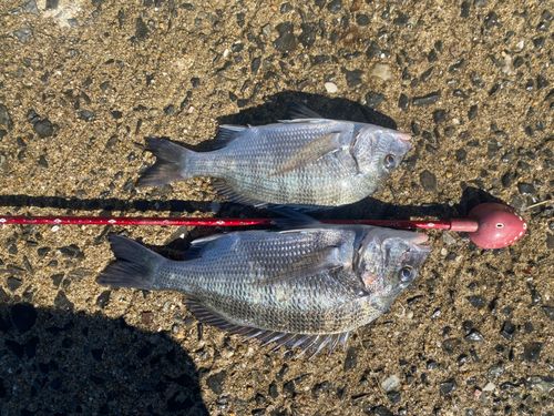 メイタの釣果