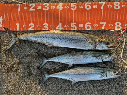 南港魚つり公園