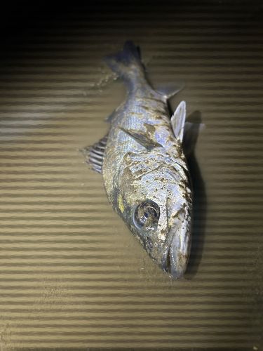 フッコ（マルスズキ）の釣果