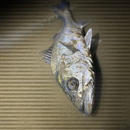 フッコ（マルスズキ）