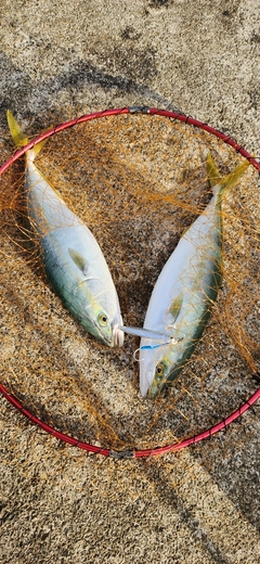 ハマチの釣果