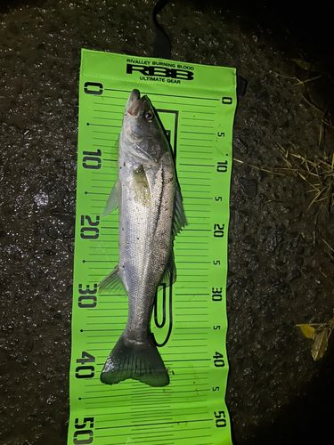 マルスズキの釣果