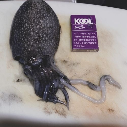 苅田南港南防波堤