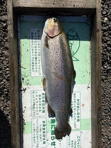 フィッシングポイント ベリーズ迦葉山