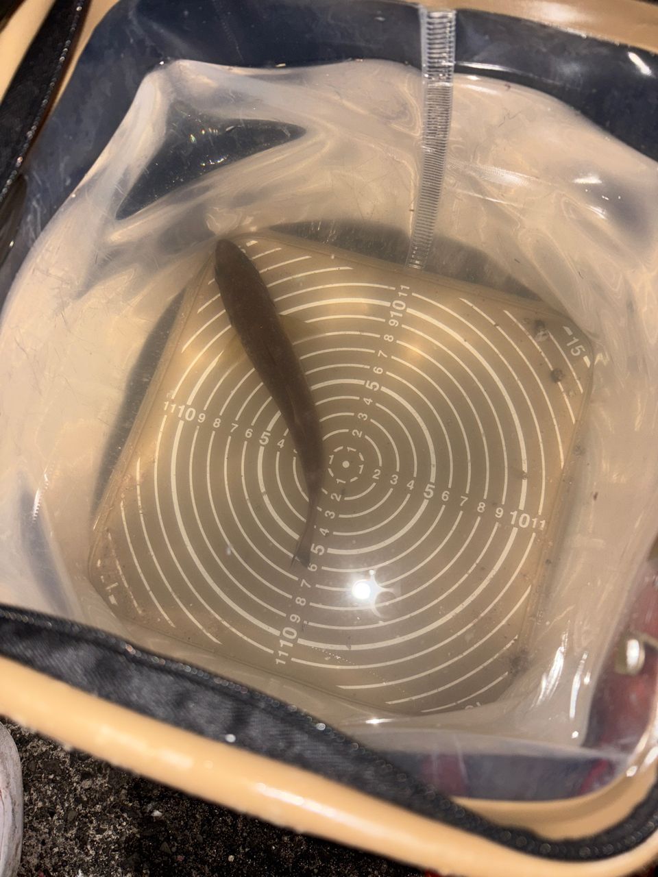 セイゴ（マルスズキ）